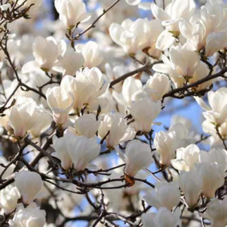 Magnolia Alba Superba, С2 interface.image 2