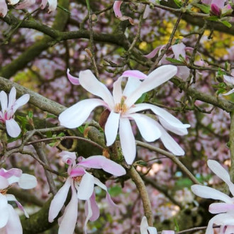 Magnolia Leonard Messel, С2 interface.image 5
