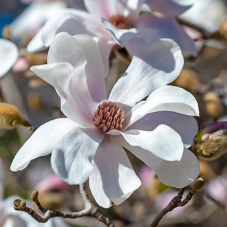 Magnolia Merrill, С2 interface.image 6