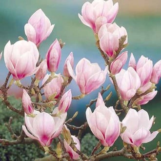 Magnoolia Festirose, P9 interface.image 2