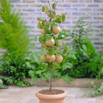 mini Pirn GardenPearl® interface.image 4