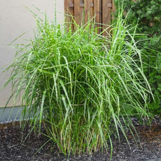 Miscanthus sinensis Strictus Dwarf, С2 interface.image 4