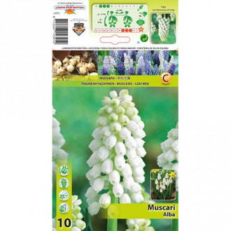 Muscari Alba interface.image 5