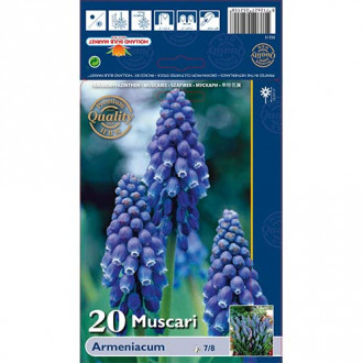 Muscari Armeniacum interface.image 1