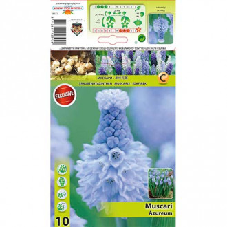 Muscari Azureum interface.image 1