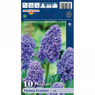 Muscari Fantasy Creation interface.image 1