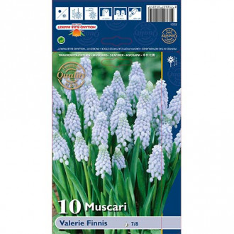 Muscari Valerie Finnis interface.image 6