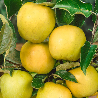 Õunapuu Golden Reinders, C2 interface.image 18