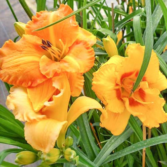 Päevaliilia (Hemerocallis) Yellow interface.image 4