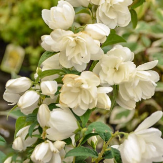 Philadelphus Snowbelle, С2 foto 10 Philadelphus Snowbelle, С2 interface.image 10