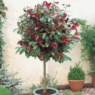 Photinia Little Red Robin, C3 interface.image 1