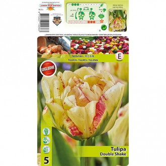 Pojengtulp Double Shake interface.image 2