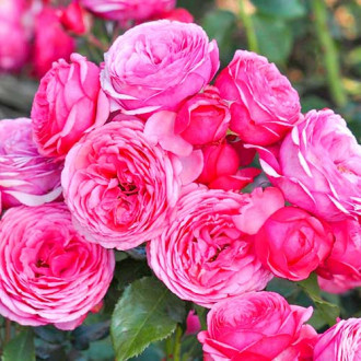 Floribunda roos Pink Vaza ®, C3 interface.image 4