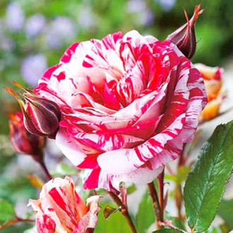 Floribunda roos Scentimental®, C5 interface.image 6