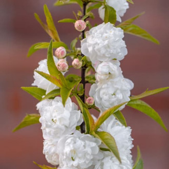Prunus glandulosa Alba Plena, С2 foto 12 Prunus glandulosa Alba Plena, С2 interface.image 12