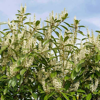 Prunus laurocerasus Rotundifolia, С2 foto 13 Prunus laurocerasus Rotundifolia, С2 interface.image 13
