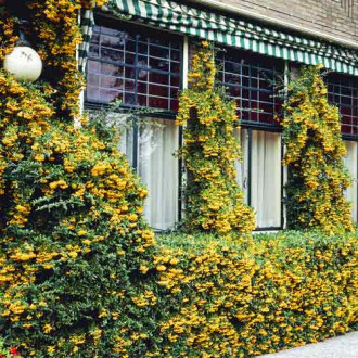 Pyracantha Golden Charmer, C3 interface.image 6
