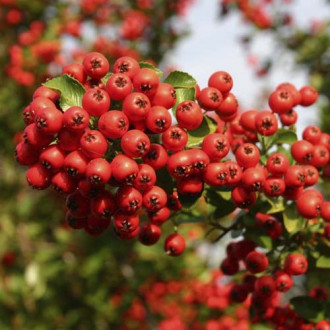 Pyracantha Red Column, С2 foto 7 Pyracantha Red Column, С2 interface.image 7