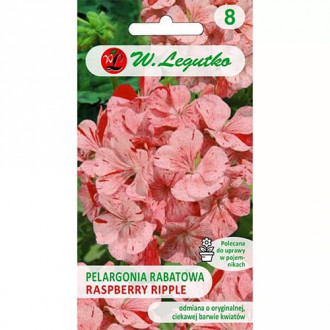 Rabate pelargonium Divas F1- Raspberry Ripple interface.image 1