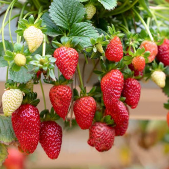 Rippuvad maasikad interface.image 3