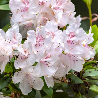 Rododendronid Cream Crest interface.image 4