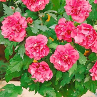 Rooshibisk Hibiscus Duc de Brabant, P9 interface.image 3