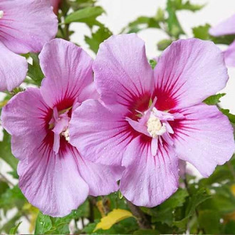 Rooshibisk Hibiscus Maike, С2 interface.image 6