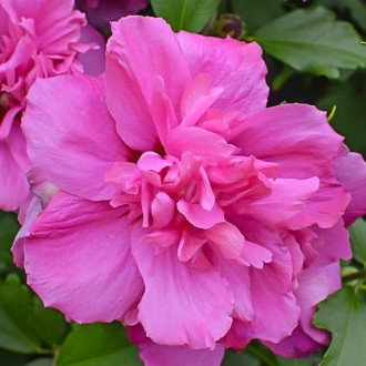 Rooshibisk Hibiscus Sanchoyo, С2 interface.image 1
