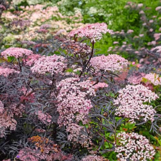 Sambucus nigra Black Lace Eva, С2 interface.image 4