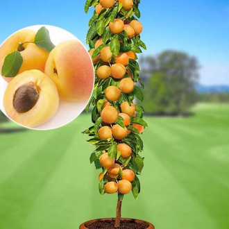 Sammas aprikoosipuu Asian Pearl, С2 interface.image 2