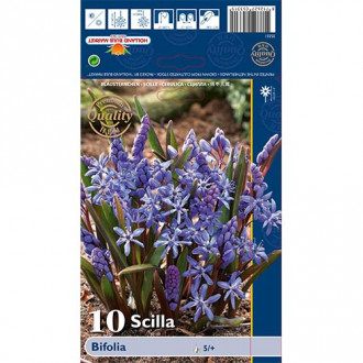 Scilla Bifolia interface.image 2