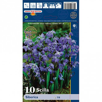 Scilla Siberica interface.image 1