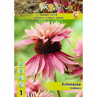 Siilkübar (Echinacea) Indiaca interface.image 1