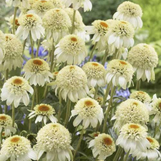 Siilkübar (Echinacea) Milkshake, С3 interface.image 1