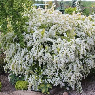 Spiraea vanhouttei Gold Fountain, С2 interface.image 3