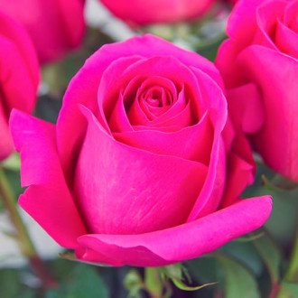 Suureõieline roos Pink interface.image 2