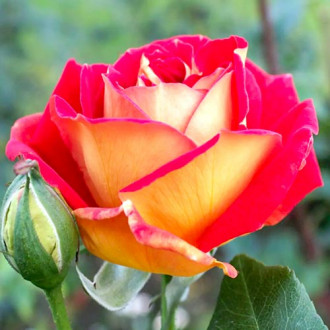 Suureõieline roos Red & Yellow interface.image 4