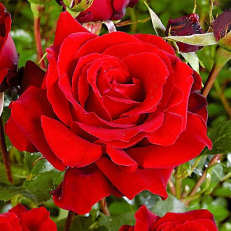 Suureõieline roos Red interface.image 3