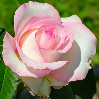 Suureõieline roos White & Pink interface.image 6