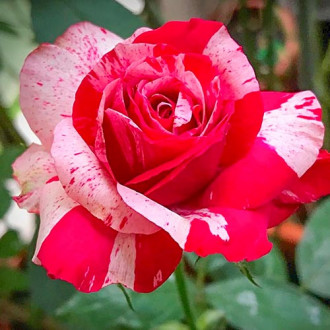 Suureõieline roos White & Red interface.image 6