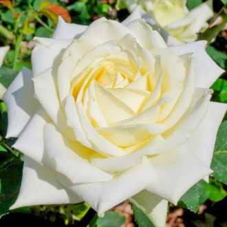 Suureõieline roos White, С2 interface.image 5