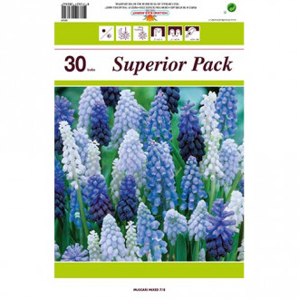 Suurepärane pakkumine! Muscari, 30 sibula komplekt interface.image 6