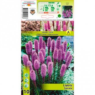 Tähkjas liatris (Liatris spicata) interface.image 1