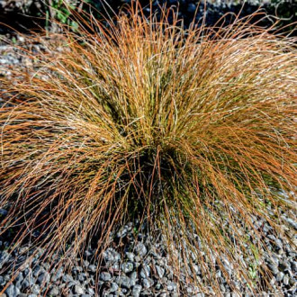 Tarn Carex testacea Prairie Fire interface.image 4