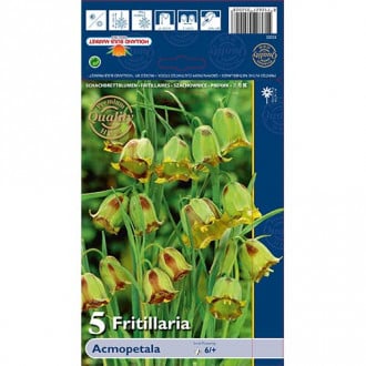 Teder (fritillaria) Acmopetala interface.image 5