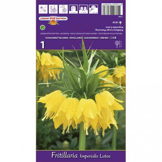 Teder (fritillaria) Imp Lutea interface.image 1