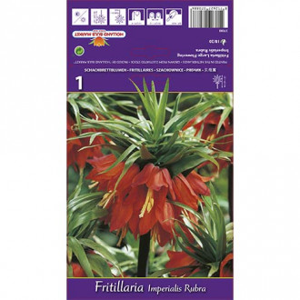 Teder (fritillaria) Imp Rubra interface.image 2