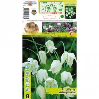 Teder (fritillaria) Meleagris Alba interface.image 3