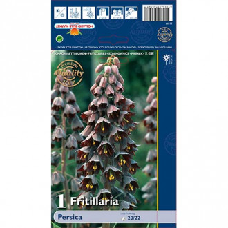 Teder (fritillaria) Persica interface.image 2