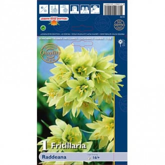 Teder (fritillaria) Raddeana interface.image 3